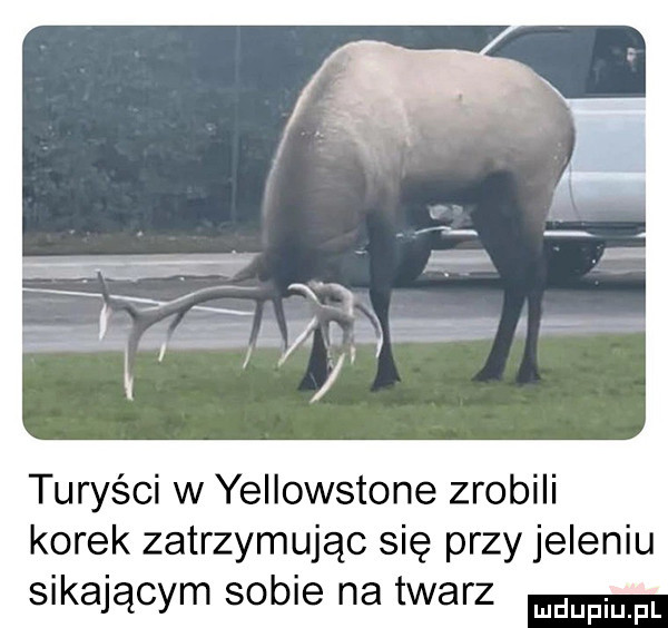 turyści w yellowstone zrobili korek zatrzymując się przy jeleniu sikającym sobie na twarz