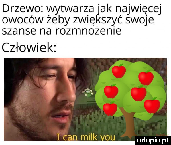 drzewo witwa rze ak najwięcej owocow zeby zwię. szyc swoje szanse na rozmnozenle człowiek