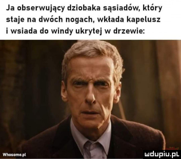 ja obserwujący dziobaka sąsiadów. który staje na dwóch nogach wklada kapelusz i wsiada do windy ukryte w drzewie wbunmmpl