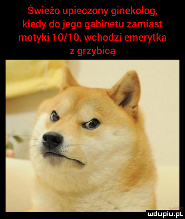 świeżo upieczony ginekolog kiedy do jego gabinetu zamiast motyki       wchodzi emerytka z grzybicą