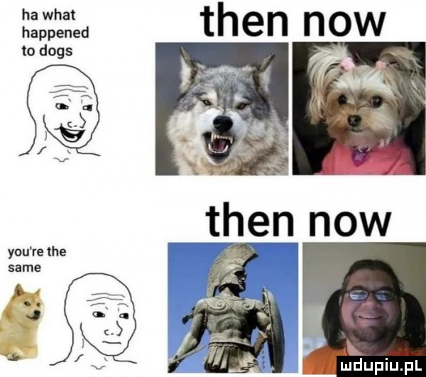 ha wiat happened to dogs tlen now