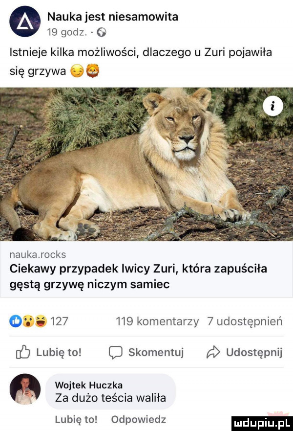 nauka jest niesamowita    godz.   istnieje kilka możliwości dlaczego u zuli pojawiła się grzywa naukarocks ciekawy przypadek lwicy zuli która zapuściła gęstą grzywę niczym samiec         komentarzy   udostępnień lubie to c skomentuj udostępnij wojtek huczka za dużo teścia waliła lubiew odpowiedz