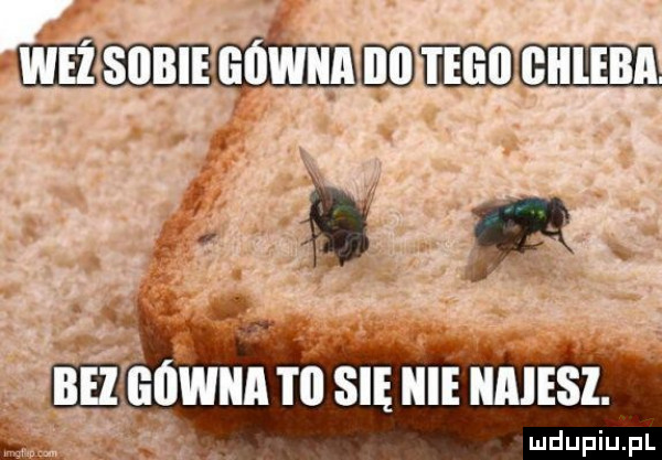 maju mmm a gówna to się nie najesz