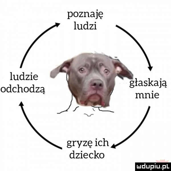 poznaję ludzi ludzie odchodzą głaskają mnie gryzę ich dziecko ludu iu. l