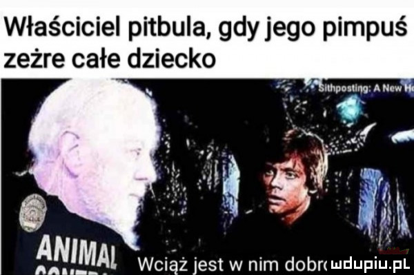właściciel pitbula gdyjego pimpuś zeżre całe dziecko