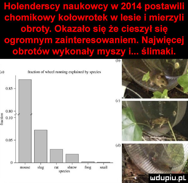 holenderscy naukowcy w      postawili chomikowy kołowrotek w lesie i mierzyli obroty. okazało się że cieszył się ogromnym zainteresowaniem. najwięcej obrotów wykonały myszy i. ślimaki. abakankami. uv mud n wm ludupiu. pl