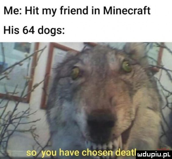 me hit my friend in minecraft his    dogs so y-u hace chojen deatl