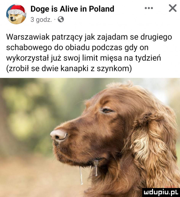 a doje is alice in poland x l   godz. warszawiak patrzącyjak zajadam se drugiego schabowego do obiadu podczas gdy on wykorzystałjuz swoj limit mięsa na tydzień zrobił se dwie kanapki z szynkom