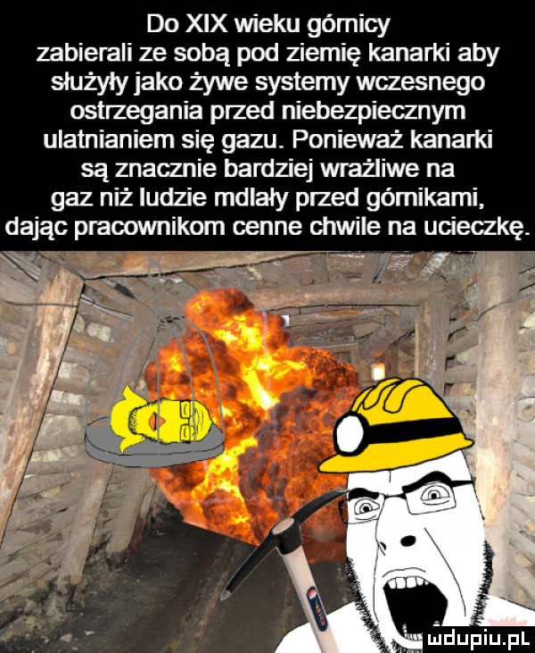 do xix wieku górnicy zabierali ze sobą pod ziemię kanarki aby służyły jako żywe systemy wczesnego ostrzegania przed niebezpiecznym ulatnianiem się gazu. ponieważ kanarki są znacznie bardziej wraﬂiwe na gaz niż ludzie mdlały przed gómikami dając pracownikom cenne chwile na ucieczkę. z i n lipiu pl