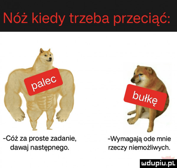 nóż kiedy trzeba przeciąć cóż za proste zadanie wymagają ode mnie dawaj następnego. rzeczy niemożliwych. ludu iu. l