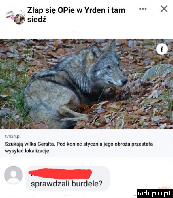 zlap się opie w yrden i tam x siedź waza p szukają wilka geralda. pod koniec stycznia jego obrożn przestala wysyłać lokalizację sprawdzali burdele