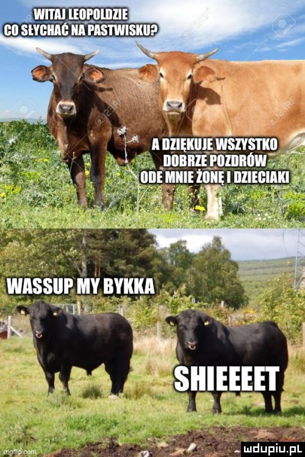 witiii ięiifoiiiiie bai siygiiii ica i ihs iwisiiiif m. w x   i lnllęklllewslvmn a bombie poiiiiigw  x   micie ioiię i iiliegiiiiii wn jkw mi w ludupiupl