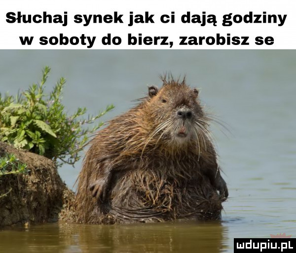 słuchaj synek jak ci dają godziny w soboty do bierz zarobisz se ludu iu. l