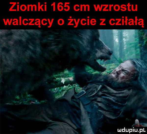 ziomki     cm wzrostu walczący o życie z cziłałą r we   h