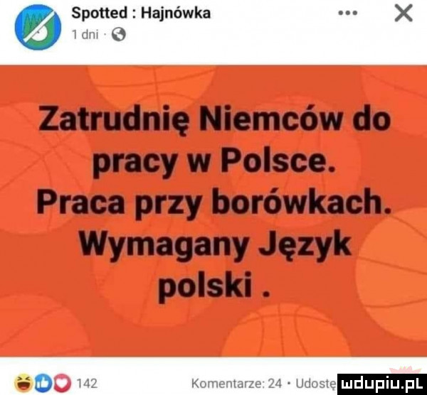 zatrudnię niemców do pracy w polsce. praca przy borówkach. wymagany język polski