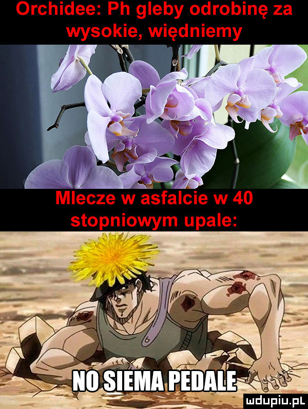 orchidee ph gleby odrobinę za wysokie więdniemy miecze w asfalcie w    stopniowym upale