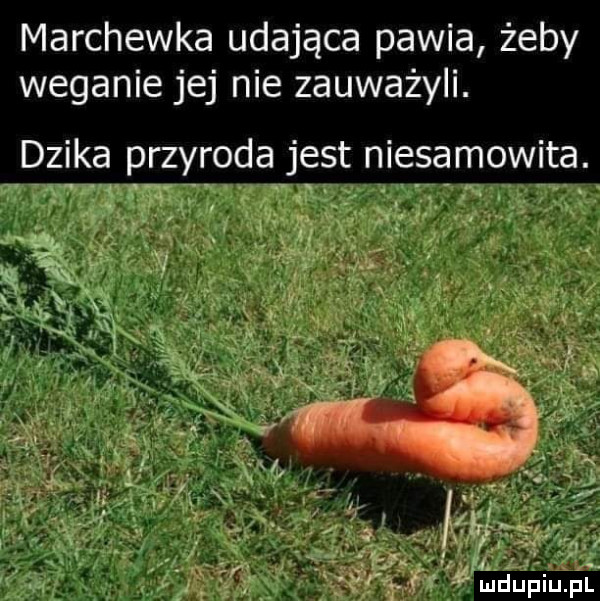 marchewka udająca pawia żeby weganie jej nie zauważyli. dzika przyroda jest niesamowita