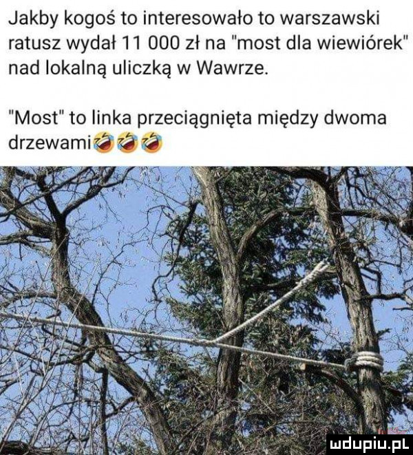 jakby kogoś to interesowalo to warszawski ratusz wydał        zl na most dla wiewiórek nad lokalną uliczką w wawrze. most to linka przeciągnięta między dwoma drzewami