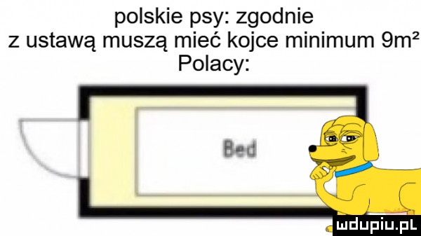 polskie psy zgodnie z ustawą muszą mieć kojce minimum  m  polacy