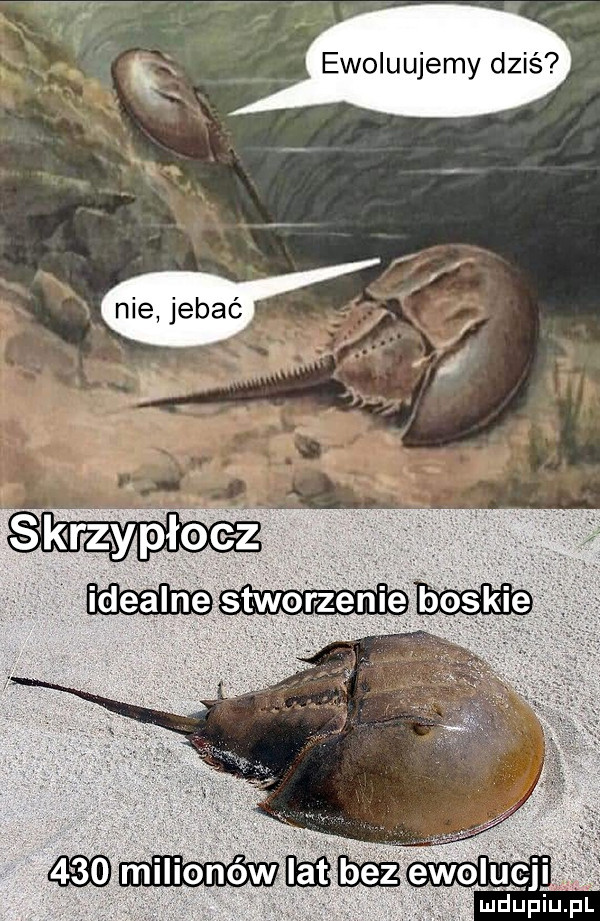 ewoluujemy dziś