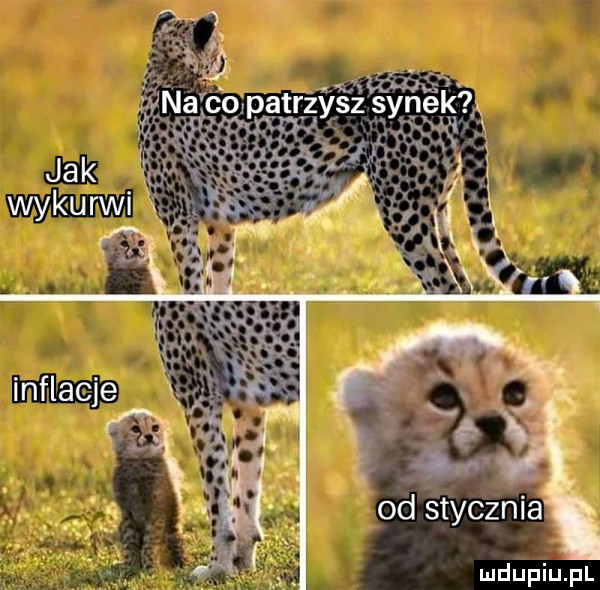 Obrazek