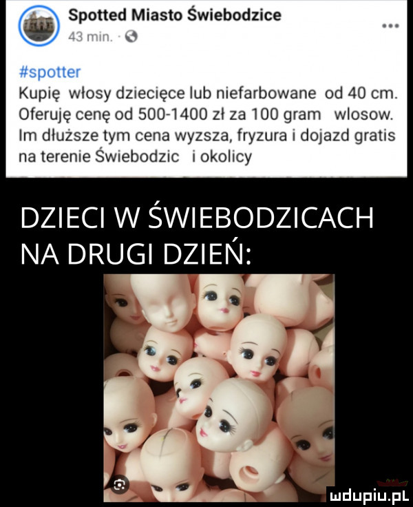 spotted miasto świebodzice spotter kuplę włosy dzuemęce lub mefarbowane od    cm oferuję cenę od             za     gram wlosow. im d uzsze ibm cena wyzsza fryzura dojazd grass na terenie swiebodzic i okolicy dzieci w świebodzicach na drugi dzien