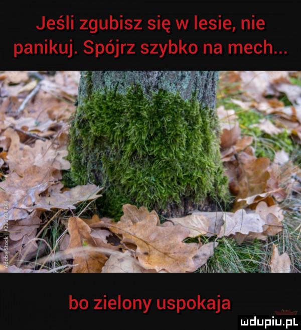 Obrazek