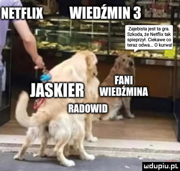 zalemsta les ta gra szkoda że netflix lak spleprzyl. ciekawe ca teraz odda. o kursal. fabii iaskieb w nźmun