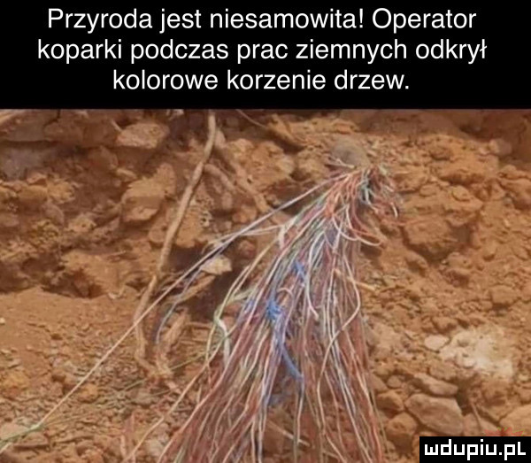 przyroda jest niesamowita operator koparki podczas prac ziemnych odkrył kolorowe korzenie drzew