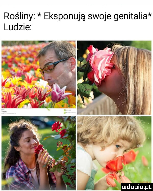 rośliny eksponują swoje genitalia ludzie