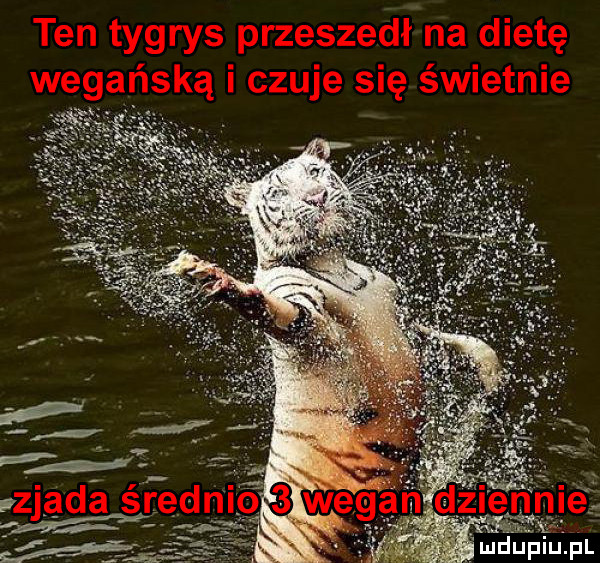 wł mdpiulpl