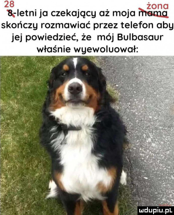 istni ja czekający aż majo hiatus skończy rozmawiać przez telefon aby jej powiedzieć że mój bulbasaur właśnie wgewoluowo