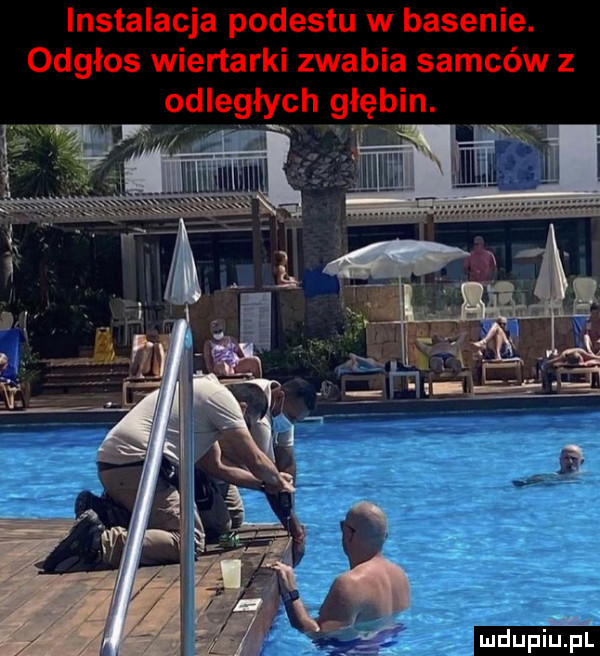 instalacja podestu w basenie. odgłos wiertarki zwabia samców z odległych głębin. scat ludupiu. pl