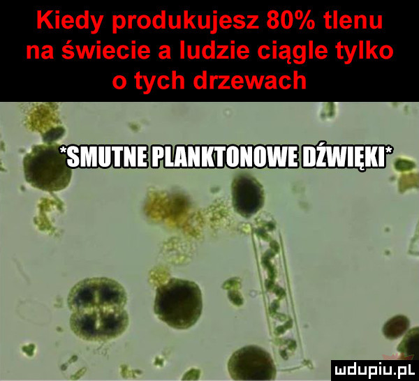 kiedy produkujesz    tlenu na świecie a ludzie ciągle tylko o tych drzewach