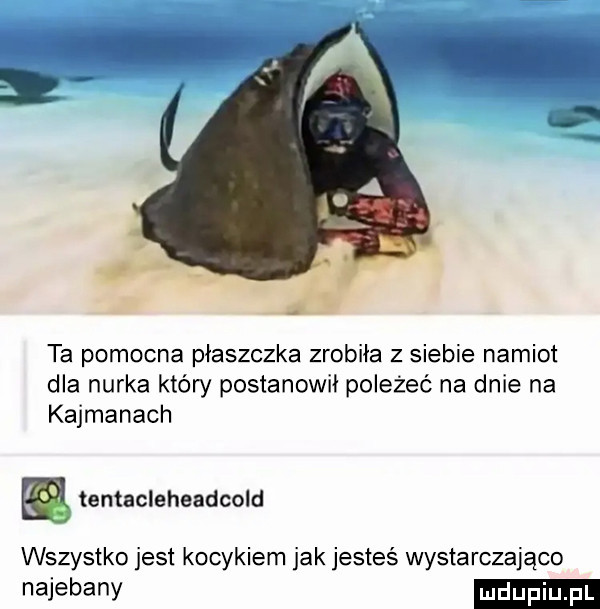 ta pomocna płaszczka zrobiła z siebie namiot dla nurka który postanowił poleżeć na dnie na kajmanach temacleheadcold wszystko jest kocykiem jak jesteś wystarczająco najebany