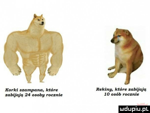 m korki uampuna wn ikldny. k w album    oby mani  o umb mania