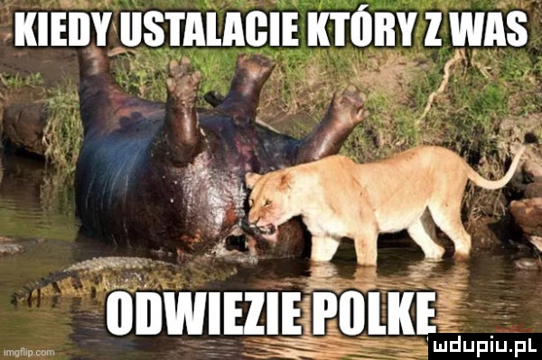 mnnusmmeli mm z was ddu upiu. pl