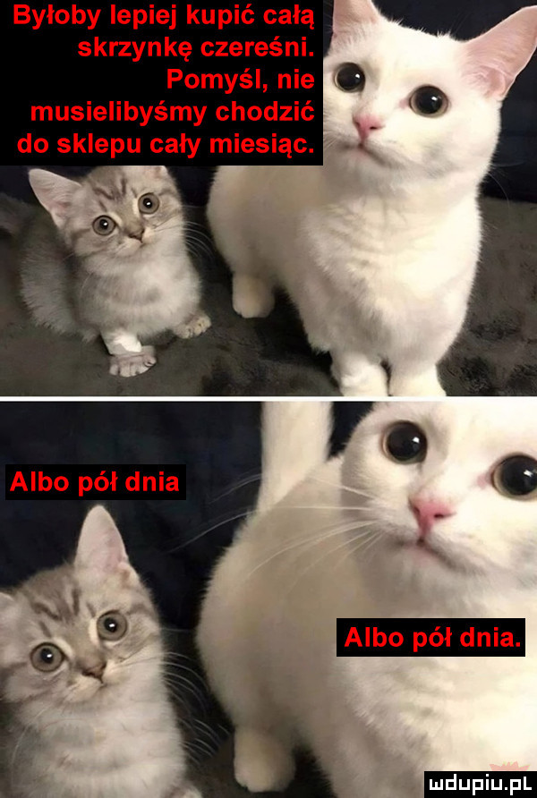 byloby lepiej kupić celą skrzynkę czereśni. musielibyśmy chodzić. do sklepu cały miesiąc. ludu iu. l