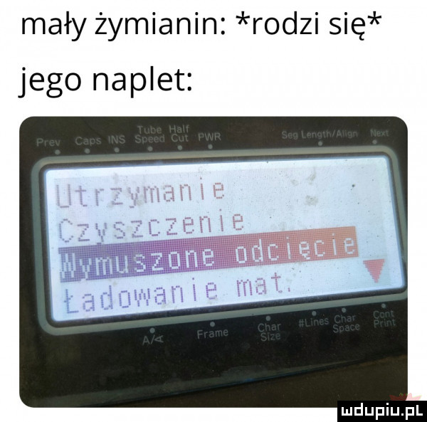 mały żymianin rodzi się jego naplet
