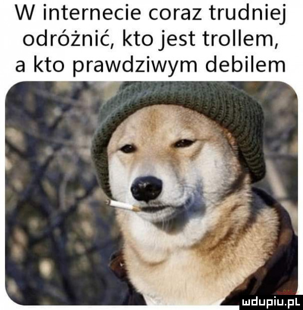w internecie coraz trudniej odróżnić kto jest trollem a kto prawdziwym debilem