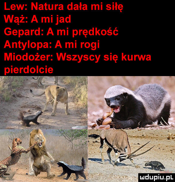 lew natura dała mi siłę wąż a mi jad gepard a mi prędkość antylopa a mi rogi miodożer wszyscy się kurwa pierdolcie ludu iu. l