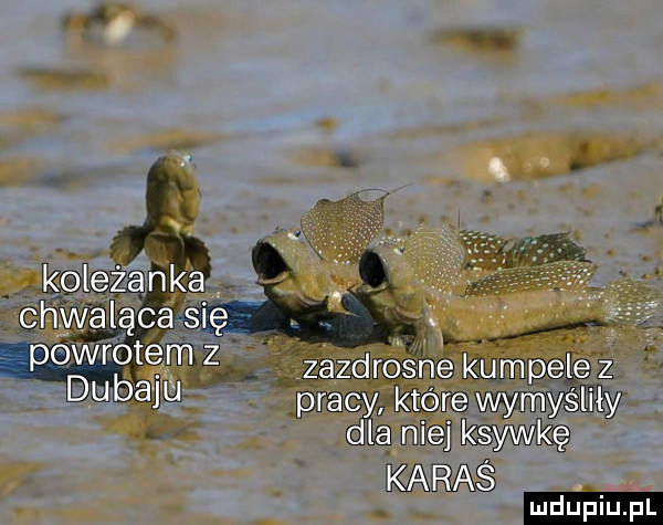 d v a me ma iémpel w upiu pl