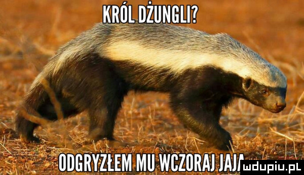król dżungli iiiigryzłem miiwbziirai alemu. uuyyuz