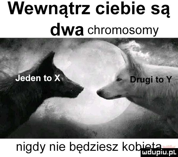 wewnątrz ciebie są dwa chromosomy nigdy nie będziesz koi a