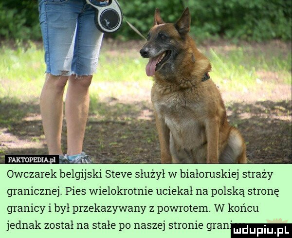 mmsw   owczarek belgijski steve służył w białoruskiej straży granicznej. pies wielokrotnie uciekał na polską stronę granicy i był przekazywany z powrotem. w końcu jednak został na stałe po naszej stronie an