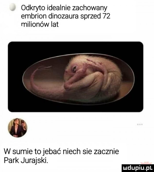odkryto idealnie zachowany embrion dinozaura sprzed    milionów lat w sumie to jebać niech sie zacznie park jurajski