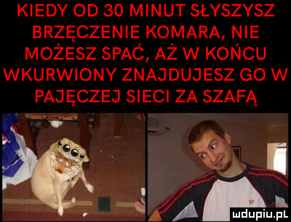 kiedy od so minut słyszysz brzęczenie komara nie możesz spac aż w koncu wkurwiony znajduj elz go w pajęczej sieci za szafą