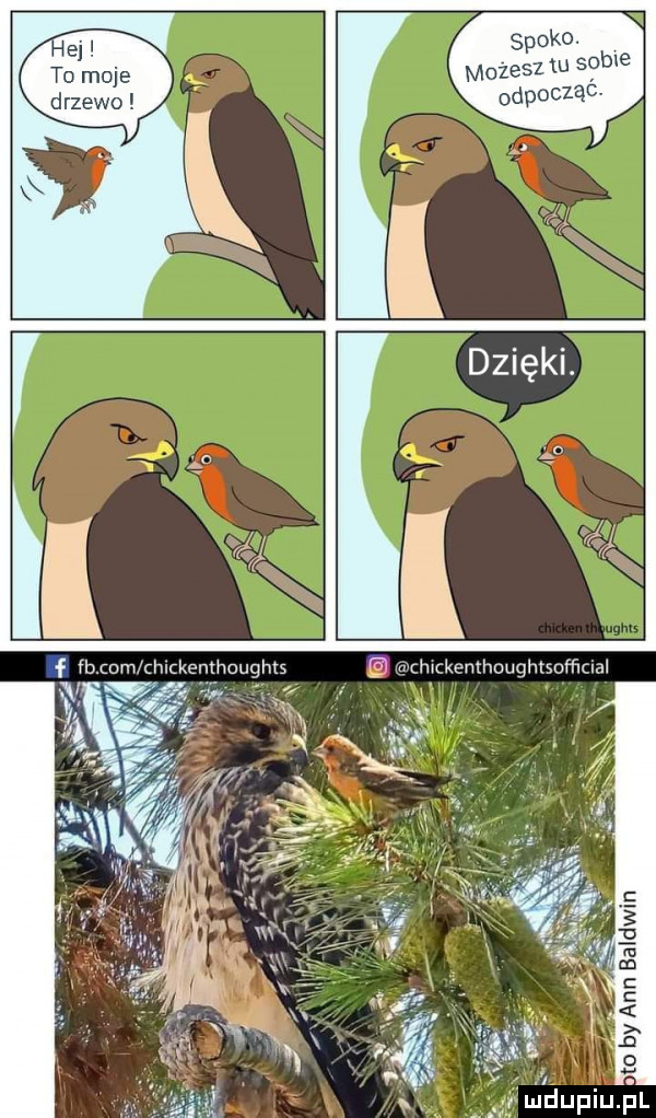 Obrazek