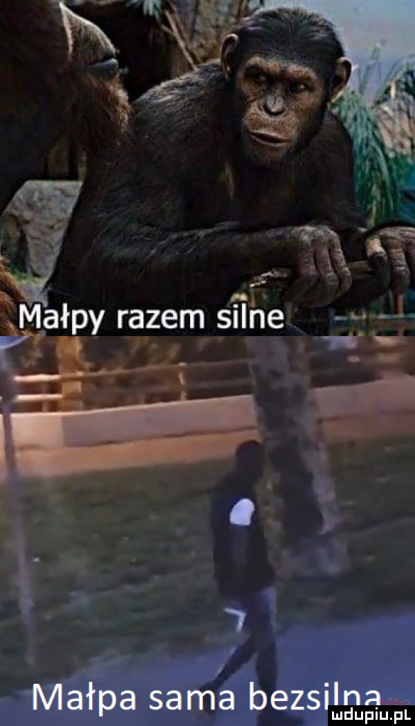 a i. w f. a l muł razem s i l ne py i. w. abakankami fb. i i małpa sama bezsnga lu uplu pl