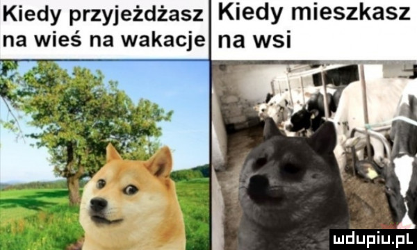 kiedy przyjeżdżasz kiedy mieszkasz na wieś na wakacje na wsi